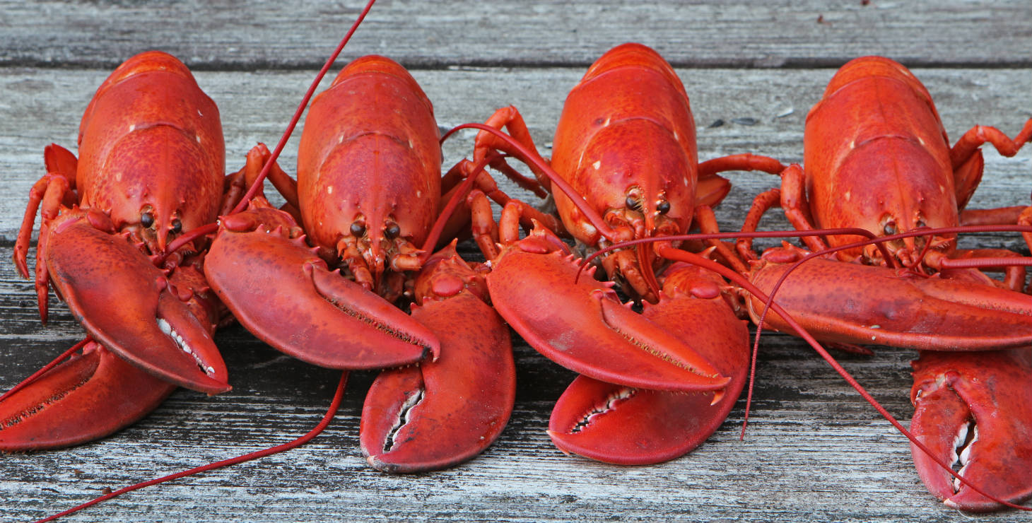 LAUNCH! Kennebunkport Maritime Festival We Have All the Details