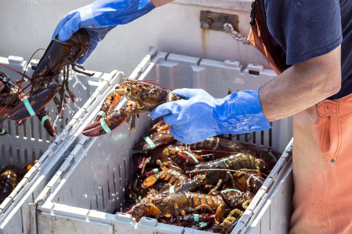 Maine Lobster Fishing